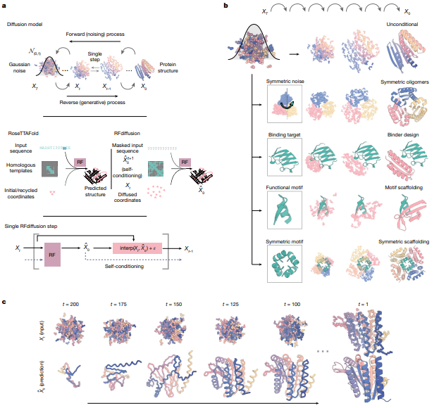 利用RFdiffusion設(shè)計蛋白質(zhì)